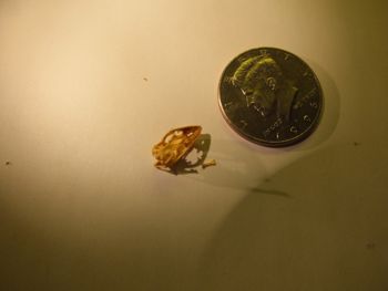 Media type: image;   Herpetology R-131521